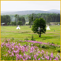 Wildflower meadow with teepees and trees in distance