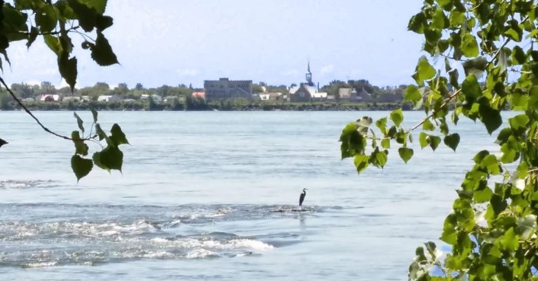 Bird standing in river with town skyline behind