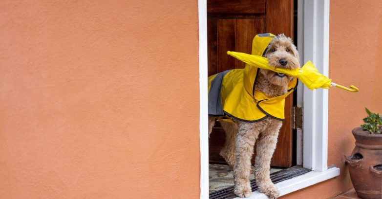 Dog in yellow raincoat holding umbrella in doorway